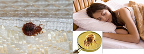 Mattress Cleaning Union, NJ