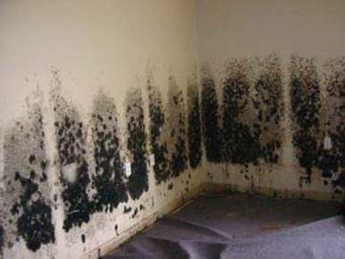 Mold and Mildew Removal Union, NJ