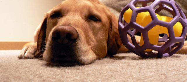 Pet Stain and Odor Removal Union, NJ