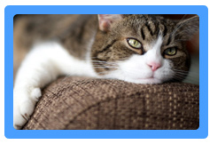 Upholstery Cleaning Union, NJ